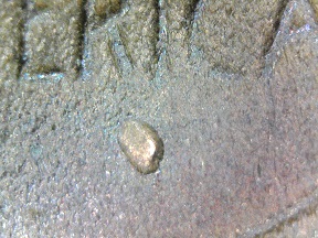 Damaged-1956-D-Test-Lincoln-Wheat-Cent-Or-Just-Junk-?